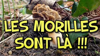 Où trouver des morilles  La 1ère morille  Où et comment  Saison des morilles [upl. by Llehsram]