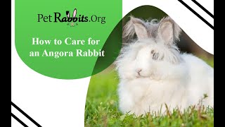 How to Care for an Angora Rabbit  Pet Rabbits [upl. by Yekram793]