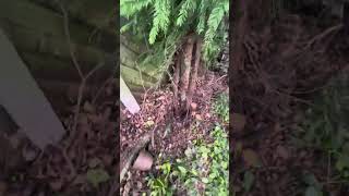 UK Chopping Down A Hedgerow  Axe  Bowsaw  Primitive Bushcraft amp Clearance [upl. by Yrolg]