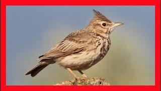 Crested Lark Song Crested Lark Call Crested Lark Sound Cogujada Común Canto  Galerida Cristata [upl. by Nivar]