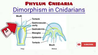 Phylum Cnidaria updated [upl. by Hartzell478]