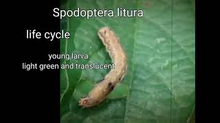 why not know about this important insect pest  Lifecycle control measure of Spodoptera litura [upl. by Sirah6]