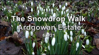 Snowdrop Valley Exmoor  February 2022 [upl. by Neelrahc214]