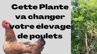 Voici la Plante Qui Sauve dans lÉlevage de Poulets rediffusion [upl. by Khosrow]