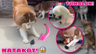 Rat Prank On Our Siberian Huskies  NATAKOT SILA  Husky Pack TV [upl. by Lulu341]