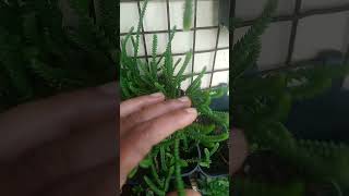 youtube succulant gardenflowers garden succlents gardenplants succulentpropagation pets [upl. by Sugden916]