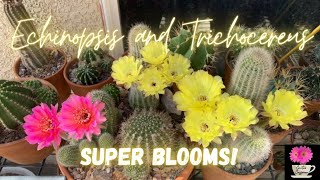 Echinopsis and Trichocereus Super Blooms  Spring 2022  cactusflowers [upl. by Silverts]