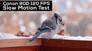 Canon 90D Slow Motion 120 FPS worth upgrading from 80D [upl. by Harilda90]