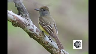 Great Crested Flycatcher [upl. by Arramahs923]