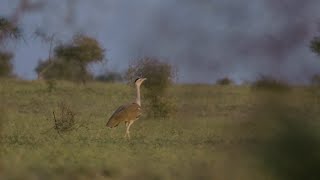 Great Indian Bustard’s Life on the Edge [upl. by Lletnuahs645]