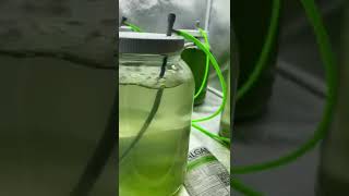 Phytoplankton Culture X3 Day 3 Update [upl. by Nedearb978]