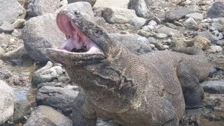 6 moments😱😱😱 Komodo dragon eats round prey without being pinched [upl. by Nolahc233]