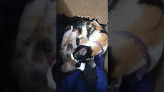 Kutty Kittens🐈catlikecatfunnyshortsshortsviralkittycomedycatvideoscatshortscatlovers [upl. by Na]