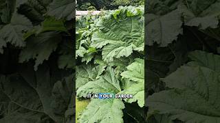 Magnificent Gunnera Manicata Banned in the UK [upl. by Carling]