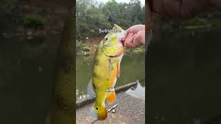 Your peacock bass if you fishing song [upl. by Shaylyn]