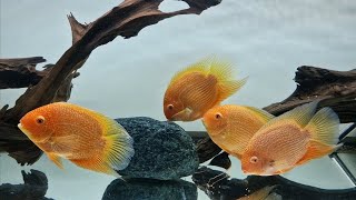 Heros severum  red spotted [upl. by Nochur]