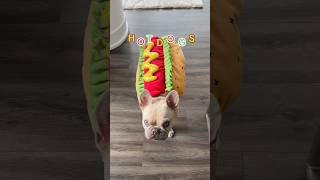 🌭 H O T D O G S are the best 🌭 dogsofyoutube frenchie buhi puppy itsmekygo shorts funny [upl. by Atirat671]