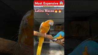 lutino macaw birds blueandgoldmacaw bluebirdavairy birds arnobsbirdparadise parrot পাখি [upl. by Muriah]