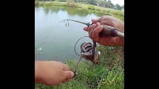 Fishing a swimbait for white crappie [upl. by Crosse]