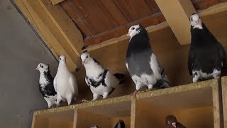 Tipplers amp Serbien Highflyer Pigeon racing 2019 [upl. by Emie]