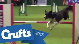 Agility  Championship  Round 2  Agility  Crufts 2015 [upl. by Enelyam876]