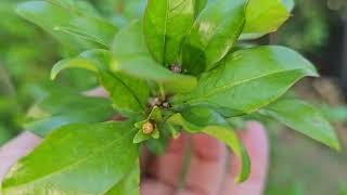 8 year old Eversweet Pomegranate flowering zone 7b nc [upl. by Juxon]