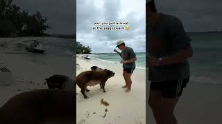 PIG BEACH johnlegend DreamTrackAI Beach day [upl. by Ranilopa371]