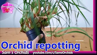 Repot the coconut orchid 【Maxillaria tenuifolia】 [upl. by Essenaj]