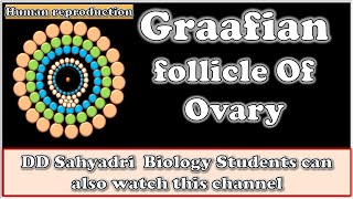 Graafian Follicle Histology of Ovary class 12Human reproductionMaharashtra BOARDCBSENEETNCERT [upl. by Merissa]