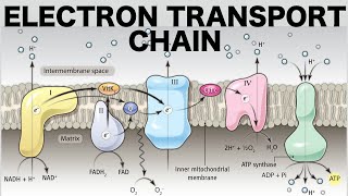 Cellular Respiration in detail [upl. by Nesila]