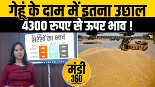 Wheat Price in Mandi MSP से महंगे बिक रहे गेहूं मंडी में 4300 रुपए से ऊपर पहुंचा भाव  Kisan Tak [upl. by Aisena]