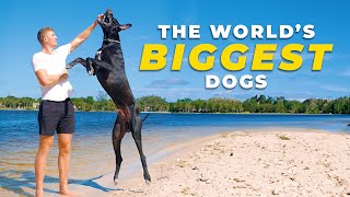 All about GREAT DANES  Everything you need to know before getting one [upl. by Maxia]