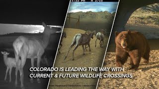 Colorado is becoming a leader in constructing wildlife crossings — and theres much more to come [upl. by Suoicul]