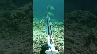 Easy to Spear Gentle Giant Bumphead Parrot fish [upl. by Eohce]