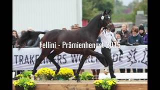 Trakehner Fohlenauktion am 23 Juli 2016 in Hannover [upl. by Oznole862]