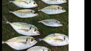 Mallacoota Fishing edit Kingfish big Trevally and more [upl. by Hploda]