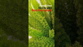 foxtail fern propagation foxtailfern fernplant indoorplants plants gardening [upl. by Ambrosine615]