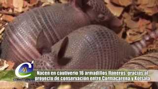 NOTA NACEN 16 ARMADILLOS LLANEROS EN CAUTIVERIO [upl. by Adahsar789]