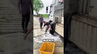 Pescadores luchan contra la PRESIÓN del agua para salvar a los peces 😱 [upl. by Eceinert]