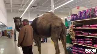 Man takes camel to PetSmart [upl. by Islehc]