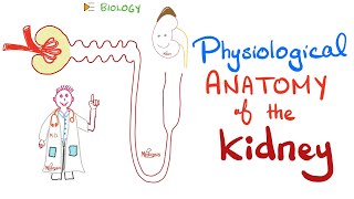 Kidney Physiology  PCT loop of Henle DCT Collecting Ducts [upl. by Clarhe]