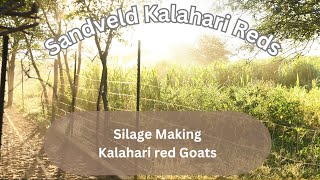 Kalahari Red Goats Silage making [upl. by Lewis897]