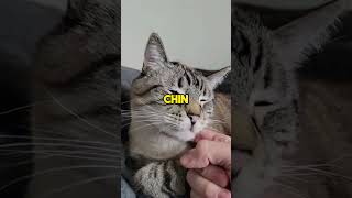 Cats Love You Crazily With 3 Petting Tips CatFacts [upl. by Buxton]