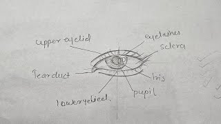 Easy Method to Draw Eye Outline  StepbyStep Tutorial  In Hindi [upl. by Starkey]