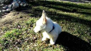 Wheaten Scottish Terrier Puppies [upl. by Monique]