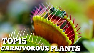 Top 15 Carnivorous Plants That Can Eat Animals  Top10 World [upl. by Leahcimal]