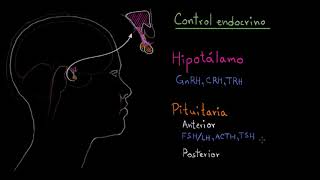 El hipotálamo y la glándula pituitaria  Fisiología del sistema endócrino  Khan Academy en Español [upl. by Sidra]