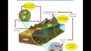 Ciclos biogeoquímicos Ciclo del Calcio Ca [upl. by Enrev]