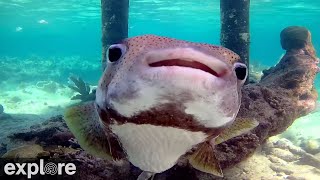 Utopia Village BackofDock Underwater Reef Cams powered by EXPLOREorg [upl. by Htebsil]