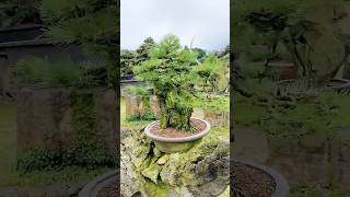 소나무 석부작 작품분재 bonsaitree bonsai [upl. by Romain]